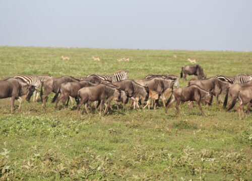 4-day Calving Migration Safari in Ndutu