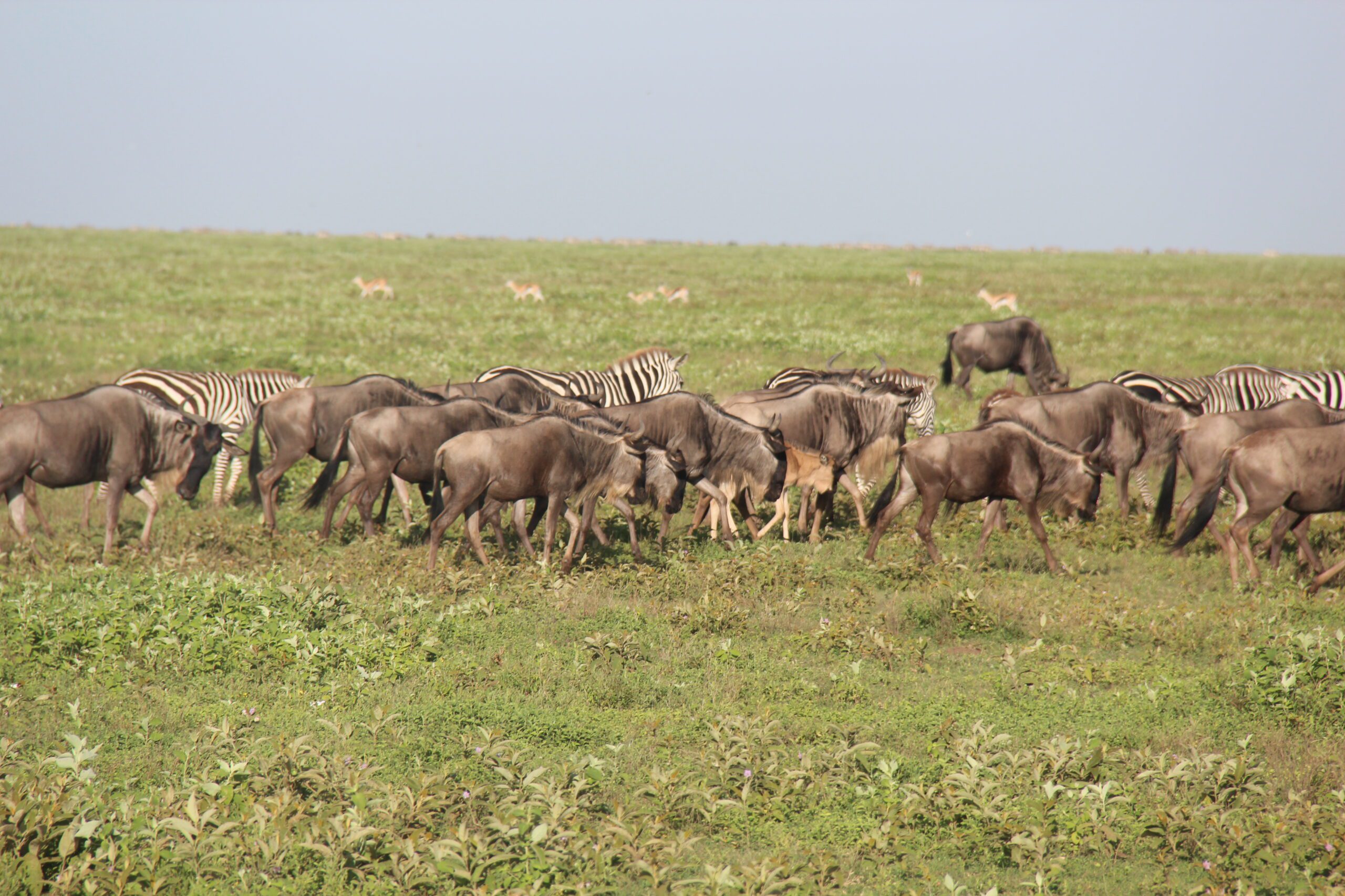 4-day Calving Migration Safari in Ndutu