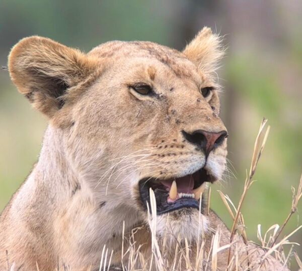 Lion of Tarangire Ngorongoro and Manyara