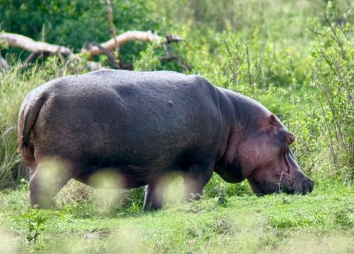 4-day Mid-range Safari in Tanzania