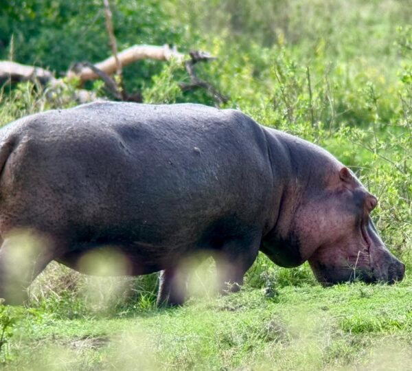 Why Timing Matters for a Safari in Tanzania