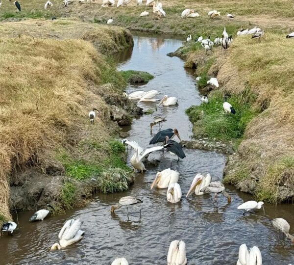 Ngorongoro crater birds