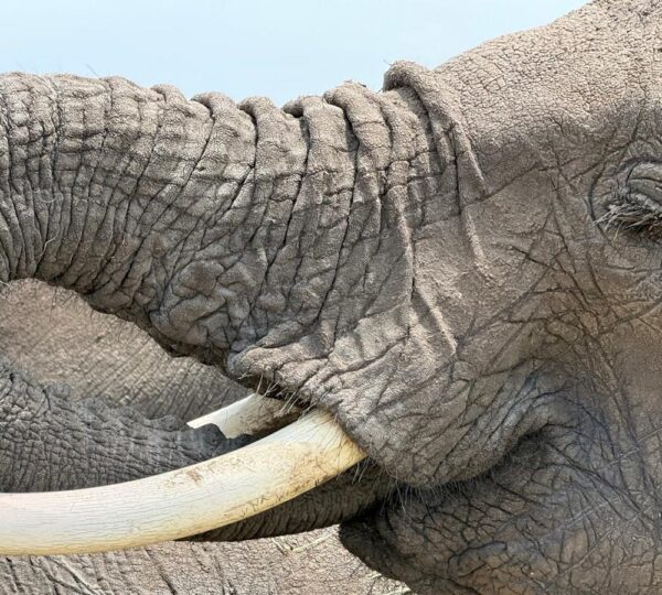 The 7-Day Tanzania Luxe Adventure