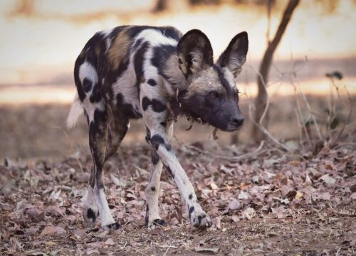 3-Day Serengeti Safari from Arusha