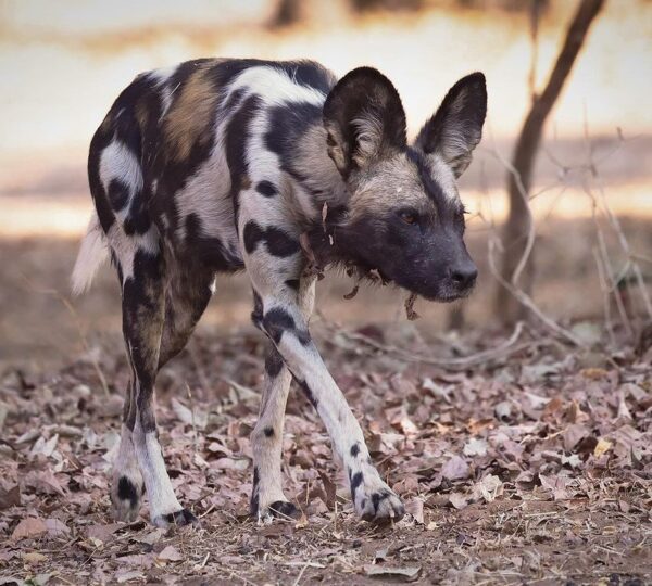 3-day Serengeti safari from Arusha