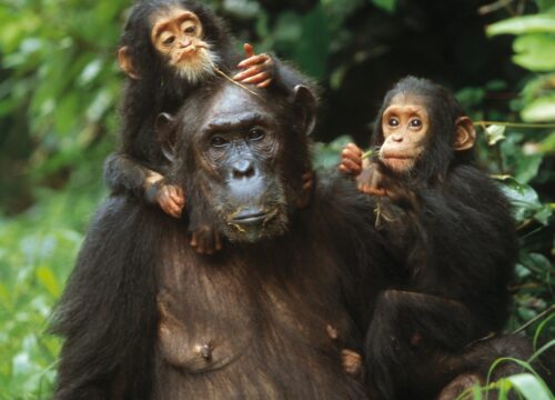 3-day Chimpanzee Habituation