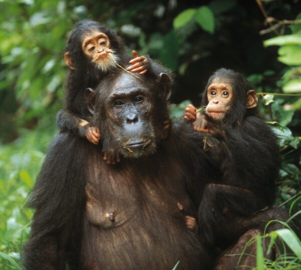 chimpanzee and her 2 babies
