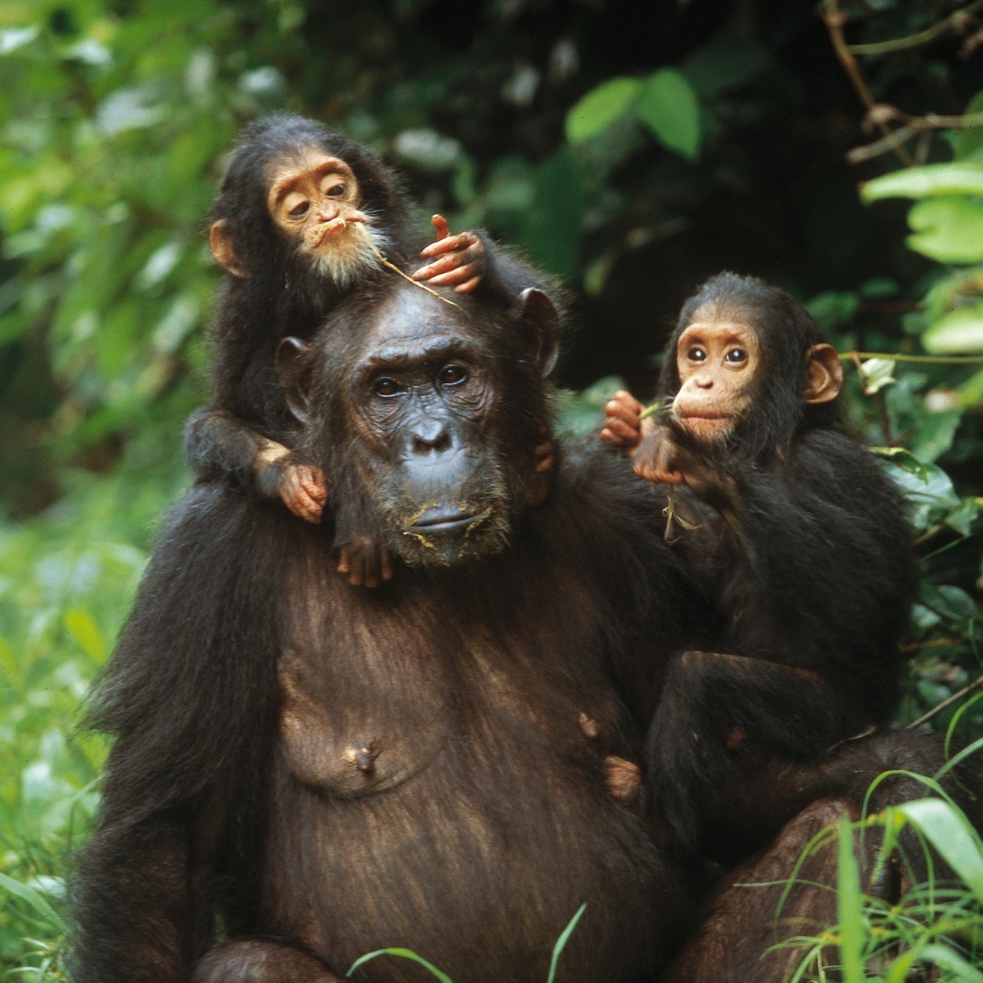 3-day Chimpanzee Habituation