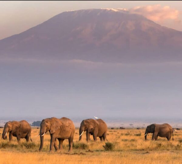 10-Day Kenya and Tanzania Safari