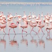 The flamingos of Lake Natron are primarily lesser flamingos (Phoeniconaias minor), and the lake serves as their most important breeding site in East Africa.