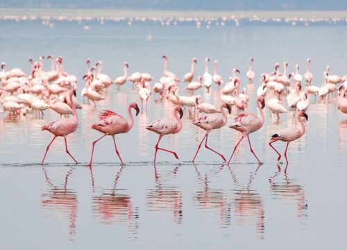 Lake Natron