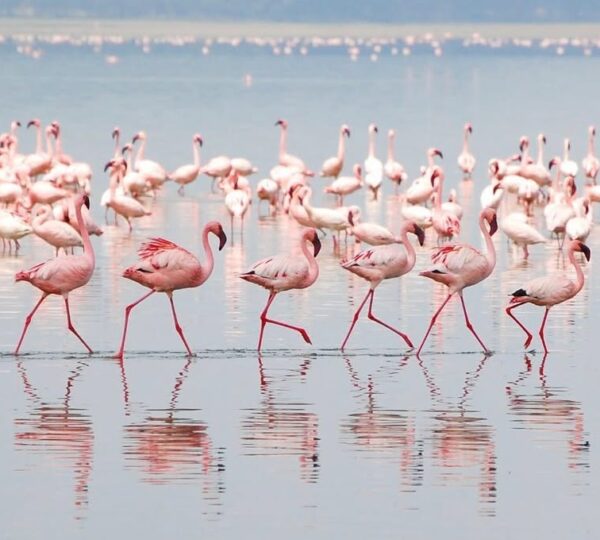 The flamingos of Lake Natron are primarily lesser flamingos (Phoeniconaias minor), and the lake serves as their most important breeding site in East Africa.