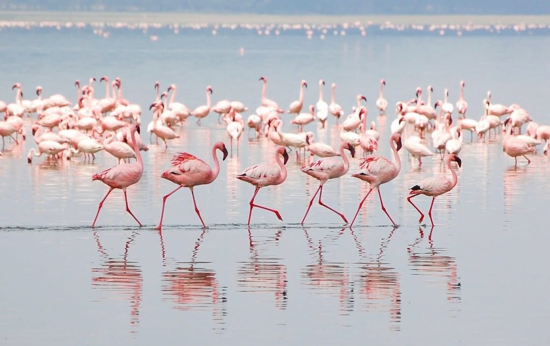 The flamingos of Lake Natron are primarily lesser flamingos (Phoeniconaias minor), and the lake serves as their most important breeding site in East Africa.