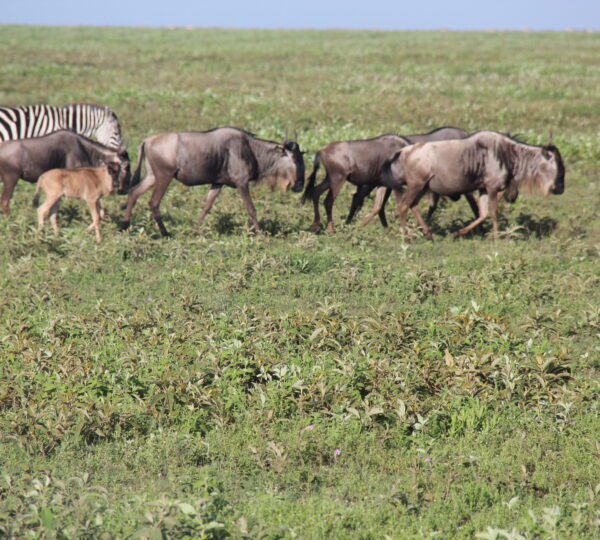 3-Day Group Tour to Serengeti and Ngorongoro