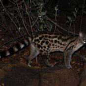 Night game drive in Tanzania