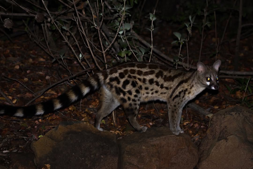 Night game drive in Tanzania