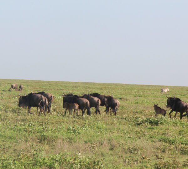 3-Day Serengeti and Ngorongoro Luxury