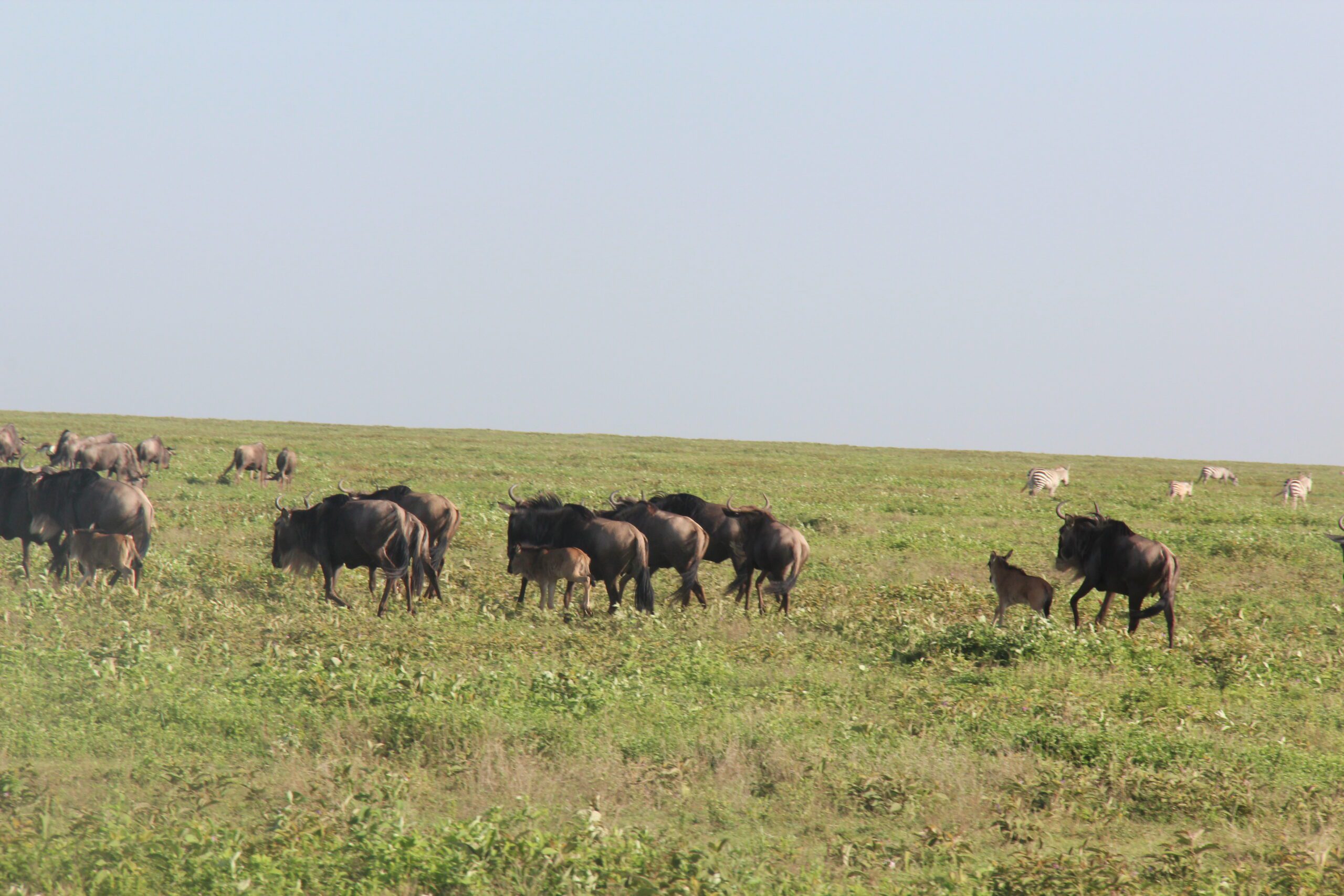 3-Day Fly-In & Out Serengeti and Ngorongoro Luxury Safari