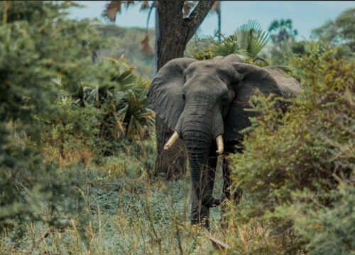 4-Day Fly-In & Out Serengeti Mid-Range Safari