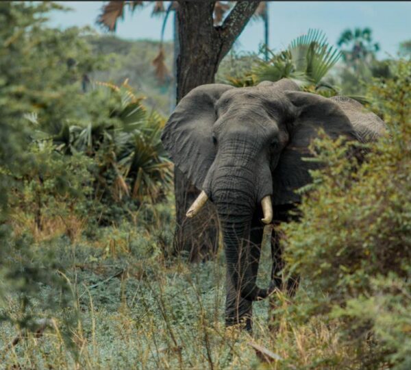 4-Day Fly-In & Out Serengeti Mid-Range Safari