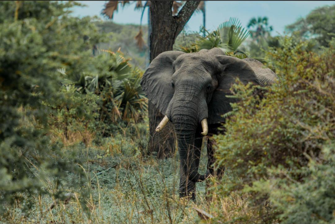 4-Day Fly-In & Out Serengeti Mid-Range Safari