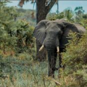 Tarangire National Park