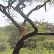 Lake Manyara National Park