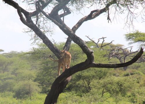 Lake Manyara National Park: Tanzania’s Hidden Paradise