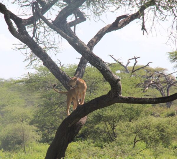 Lake Manyara National Park