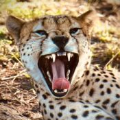 Where is Serengeti National Park?
