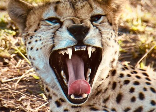 Where is Serengeti National Park? A Complete Guide for Travelers
