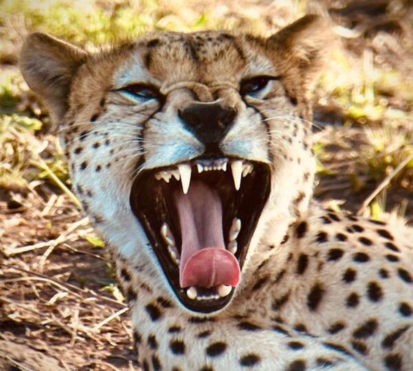 Where is Serengeti National Park?