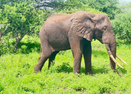 3-Day Tarangire, Ngorongoro & Materuni Waterfalls