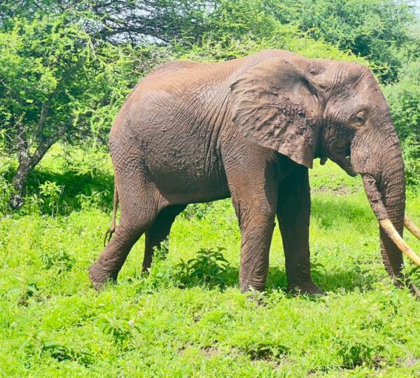 3-day Tarangire, Ngorongoro, and Materuni experience