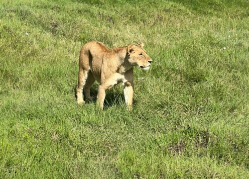 2-Day Ultimate Fly-In Safari Experience