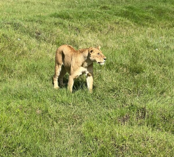 2-Day Ultimate Fly-In Safari Experience